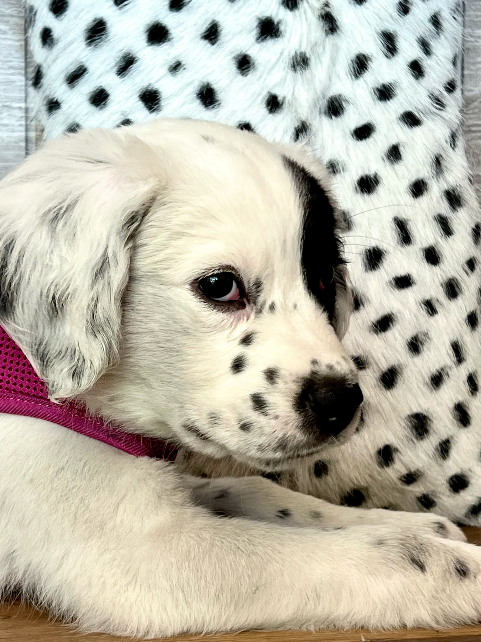 Moody as a rescue puppy with a dalmatian pillow