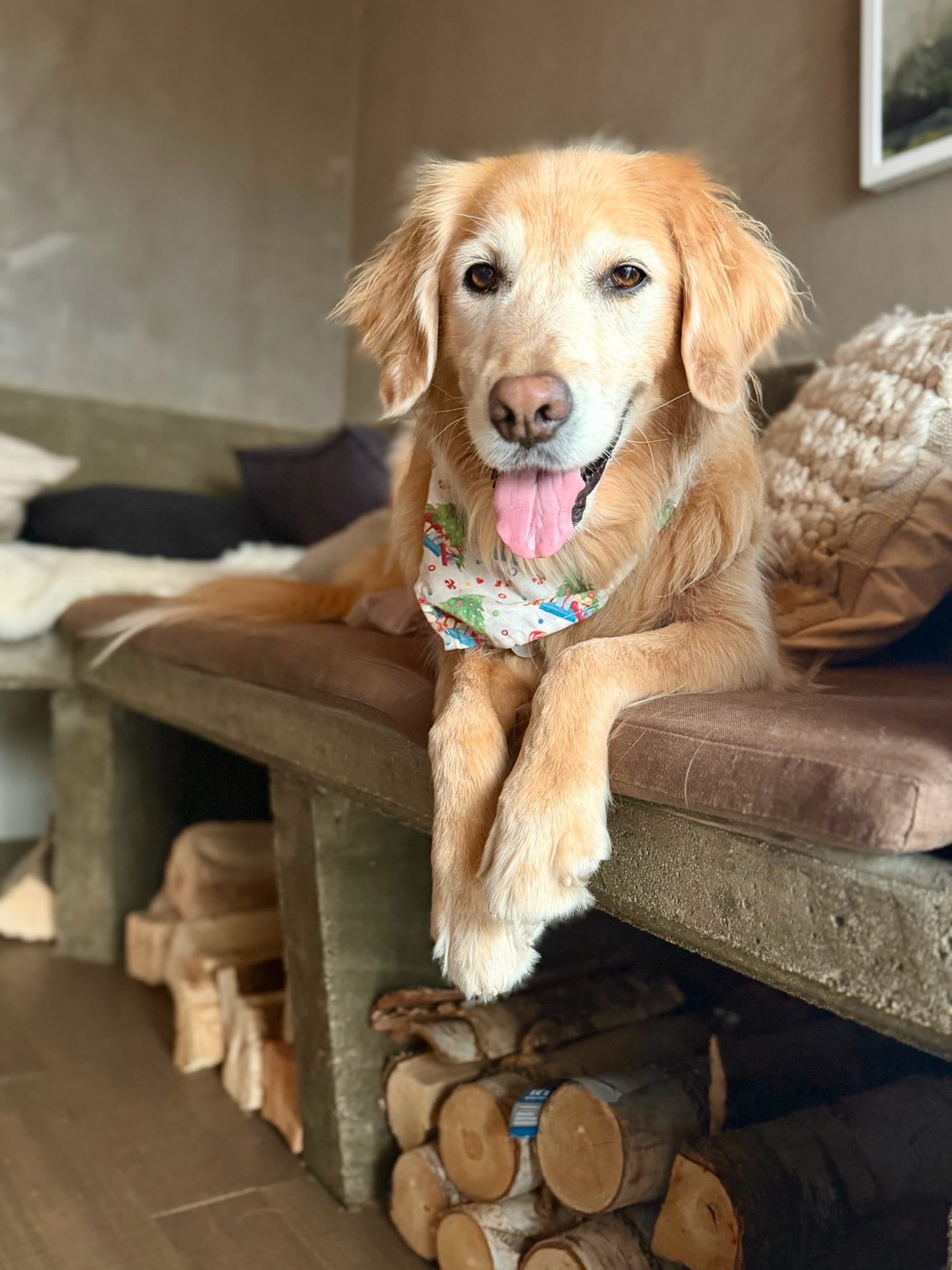 Golden in a bandana on the bench