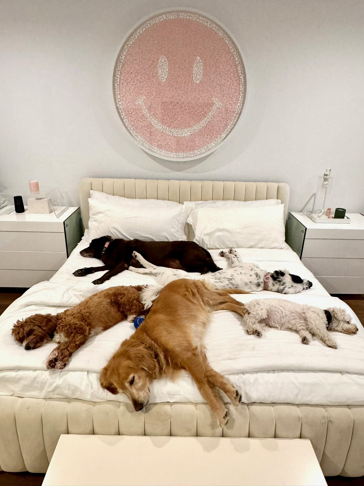 Five dogs asleep on the bed