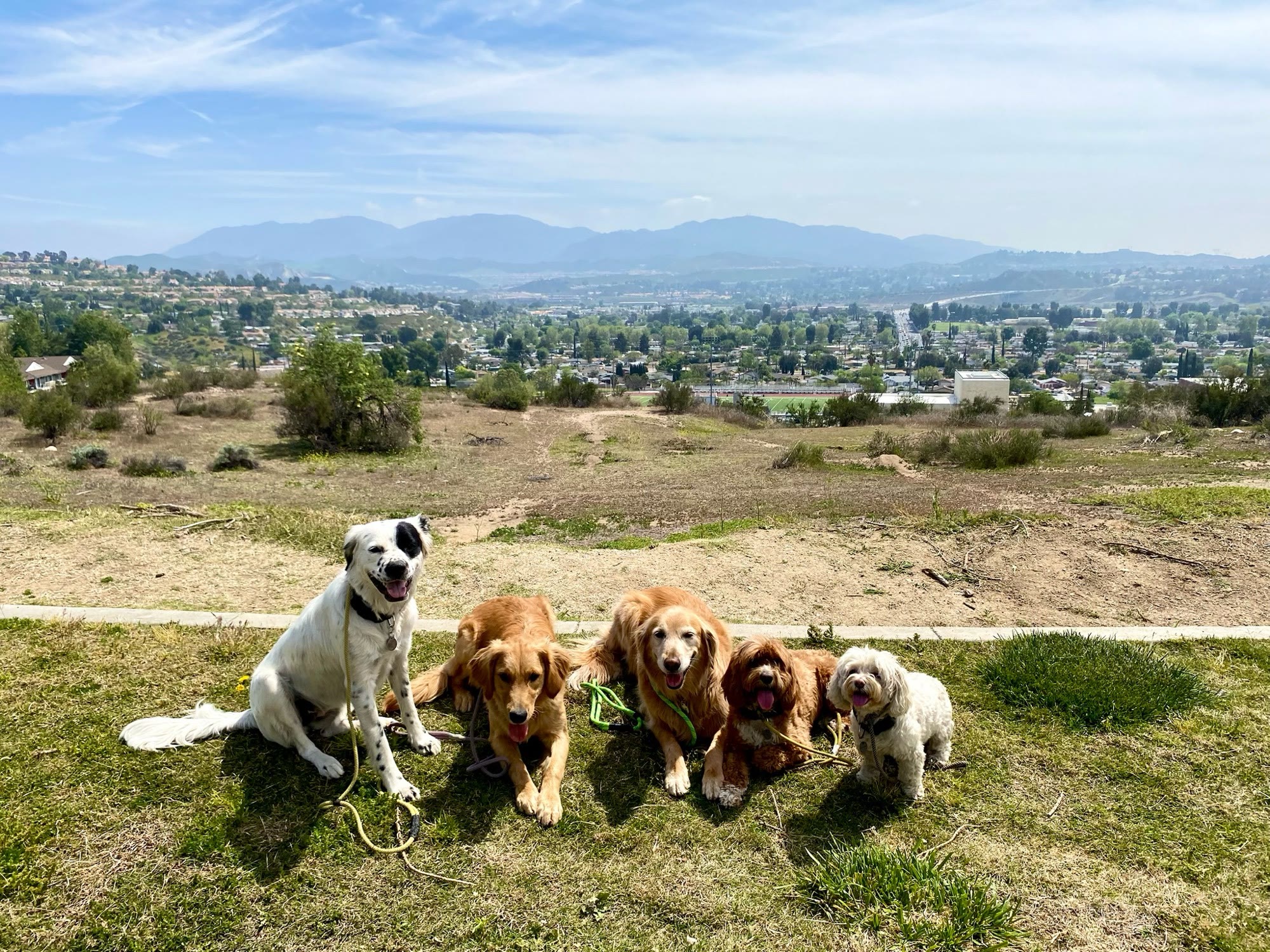 The pack lined up on the overlook