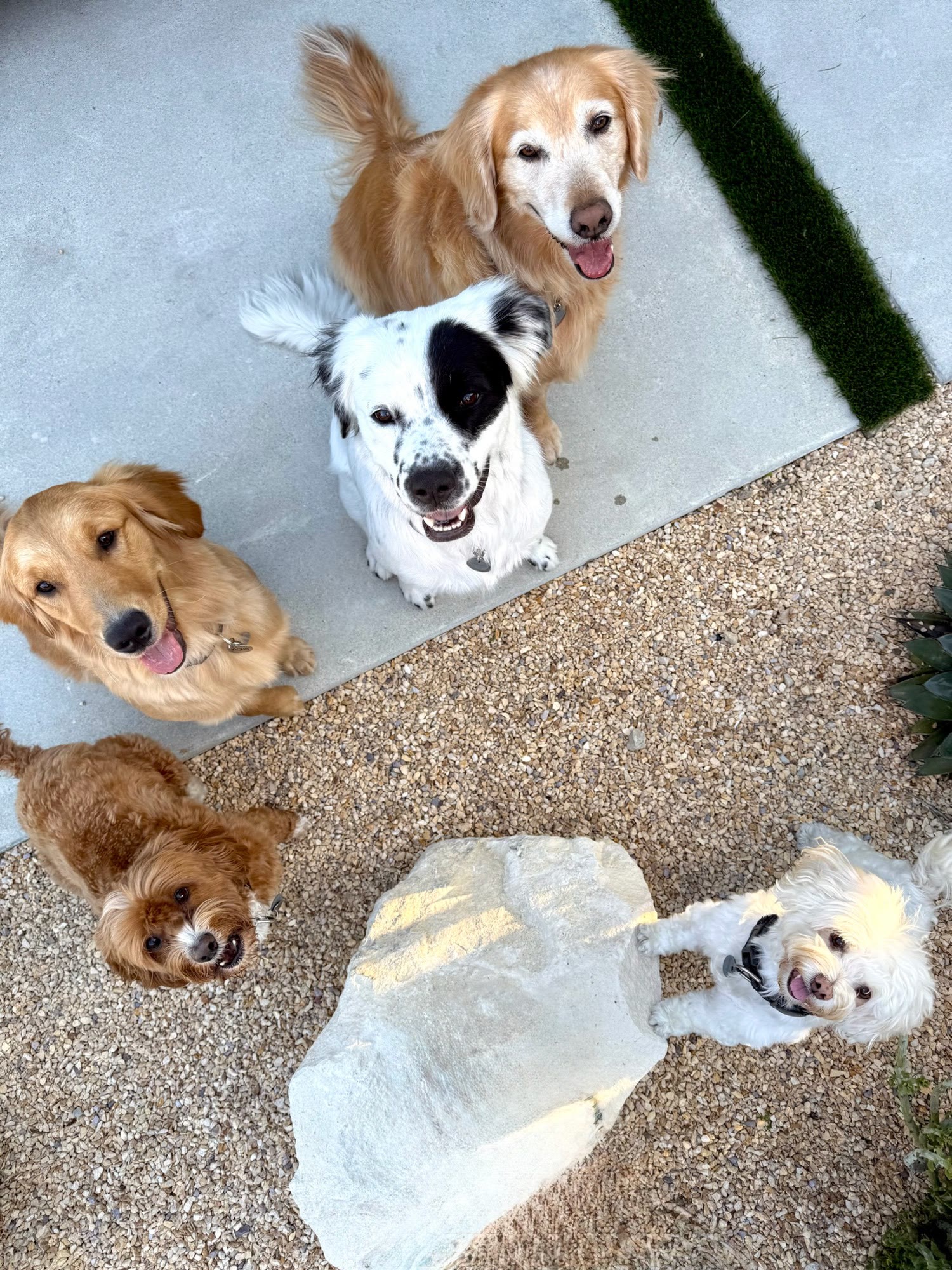 The pack looking up at the camera