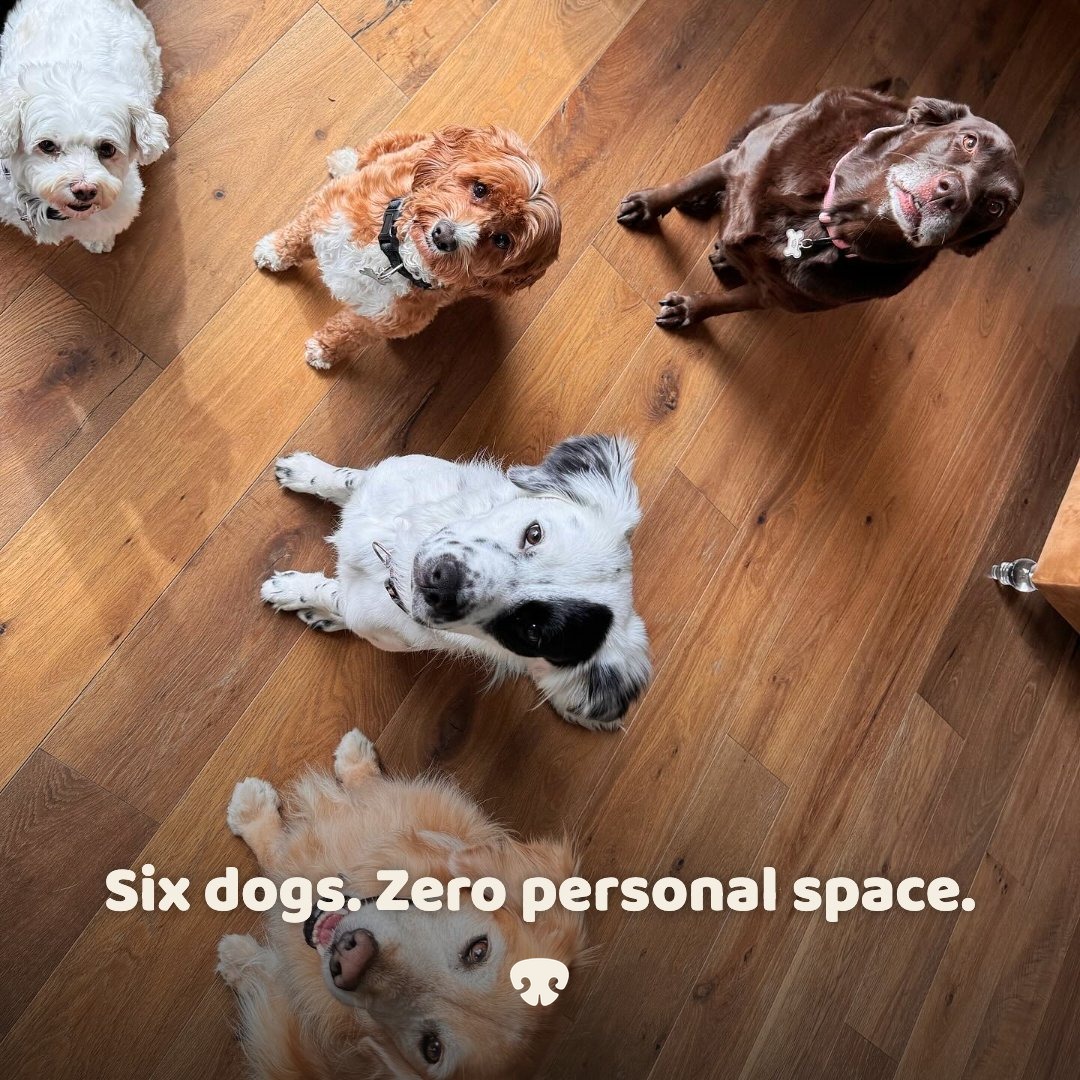 Dog Pack social post