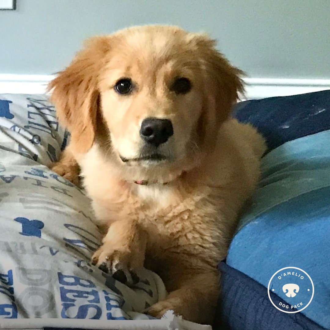 Dog Pack social post