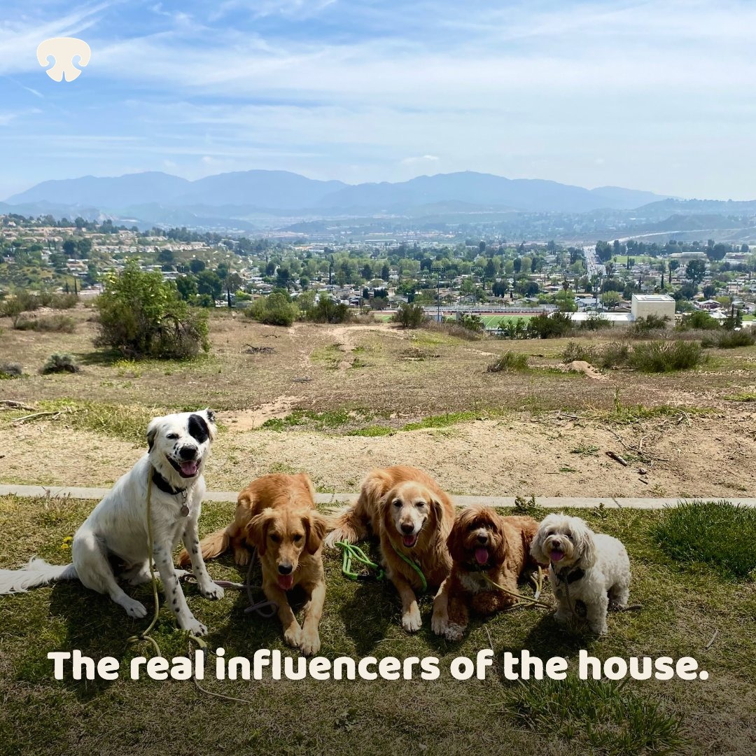 Dog Pack social post